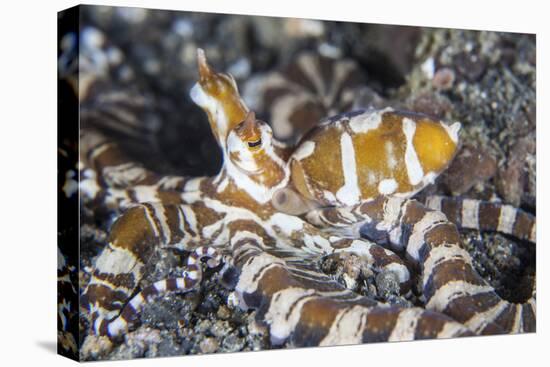 A Wonderpus Octopus Crawls across a Sand Slope-Stocktrek Images-Premier Image Canvas