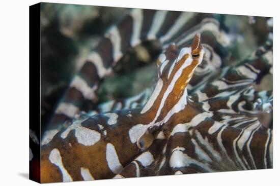 A Wonderpus Octopus Found in Lembeh Strait, Indonesia-Stocktrek Images-Premier Image Canvas