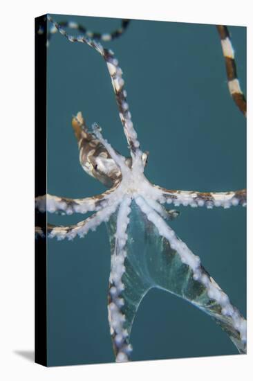 A Wonderpus Octopus Found in Lembeh Strait, Indonesia-Stocktrek Images-Premier Image Canvas