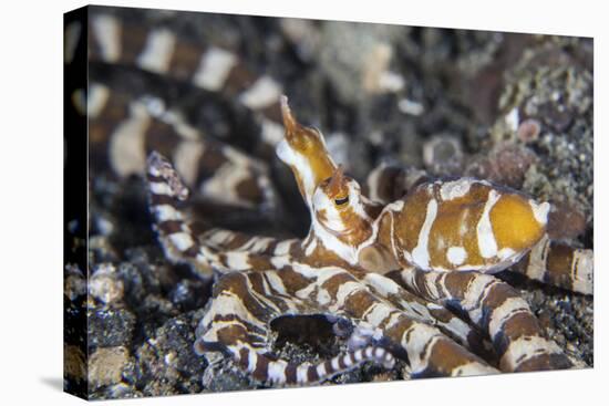 A Wonderpus Octopus in Lembeh Strait, Indonesia-Stocktrek Images-Premier Image Canvas