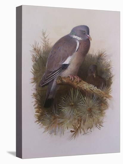 A Wood Pigeon or Ring Dove-Archibald Thorburn-Premier Image Canvas