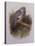 A Wood Pigeon or Ring Dove-Archibald Thorburn-Premier Image Canvas