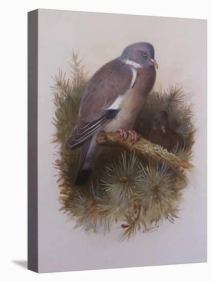 A Wood Pigeon or Ring Dove-Archibald Thorburn-Premier Image Canvas