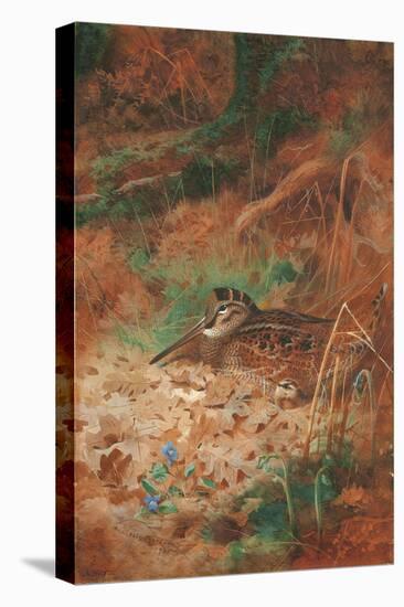 A Woodcock and Chick in Undergrowth, 1905 (Pencil and W/C on Paper)-Archibald Thorburn-Premier Image Canvas
