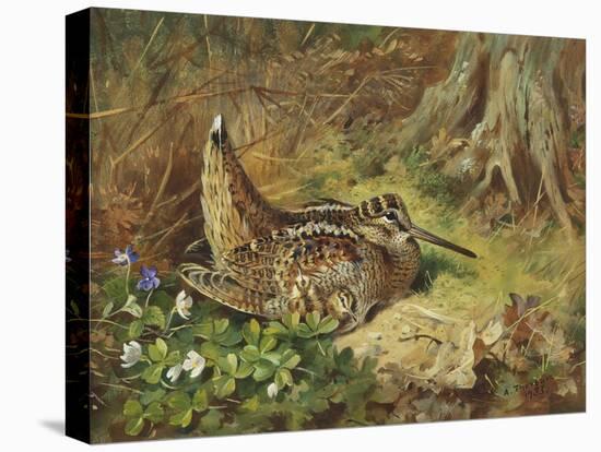 A Woodcock and Chicks, 1933-Archibald Thorburn-Premier Image Canvas