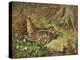 A Woodcock and Chicks-Archibald Thorburn-Premier Image Canvas