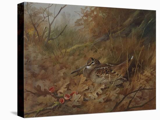 A Woodcock Nesting in Autumn Leaves-Archibald Thorburn-Premier Image Canvas