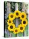 A Wreath of Sunflowers Hanging on a Fence-Alena Hrbkova-Premier Image Canvas