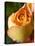 A Yellow Rose-Jana Liebenstein-Premier Image Canvas