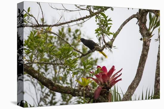 A Yellow-Rumped Cacique in a Tree in Ubatuba, Brazil-Alex Saberi-Premier Image Canvas