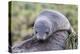 A Young Antarctic Fur Seal (Arctocephalus Gazella) on Tussac Grass in Cooper Bay, Polar Regions-Michael Nolan-Premier Image Canvas