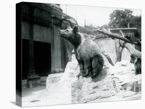 A Young Brown Bear Sitting on a Rock in the Foreground with Another Walking Behind-Frederick William Bond-Premier Image Canvas