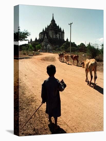 A Young Burmese Boy Tends His Family's Cows Near the Thatbinnyu Temple-null-Premier Image Canvas