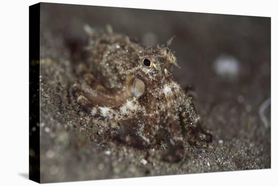 A Young Day Octopus on Black Volcanic Sand-Stocktrek Images-Premier Image Canvas