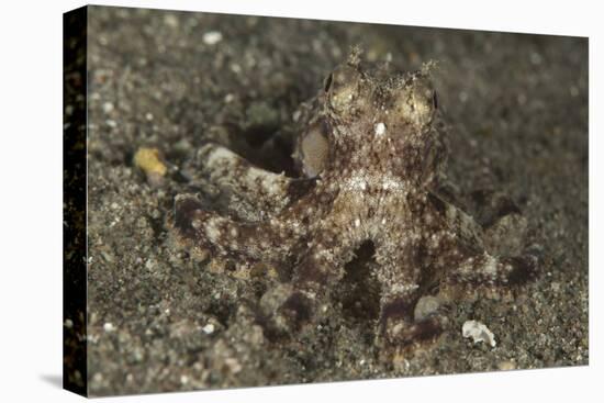 A Young Day Octopus on Black Volcanic Sand-Stocktrek Images-Premier Image Canvas