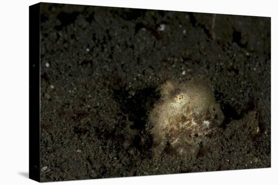 A Young Day Octopus on Black Volcanic Sand-Stocktrek Images-Premier Image Canvas