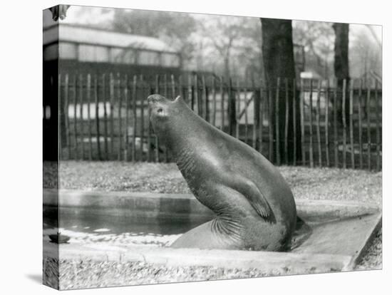 A Young Elephant Seal Reaching Backwards, London Zoo, 1930 (B/W Photo)-Frederick William Bond-Premier Image Canvas