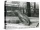 A Young Elephant Seal Reaching Backwards, London Zoo, 1930 (B/W Photo)-Frederick William Bond-Premier Image Canvas