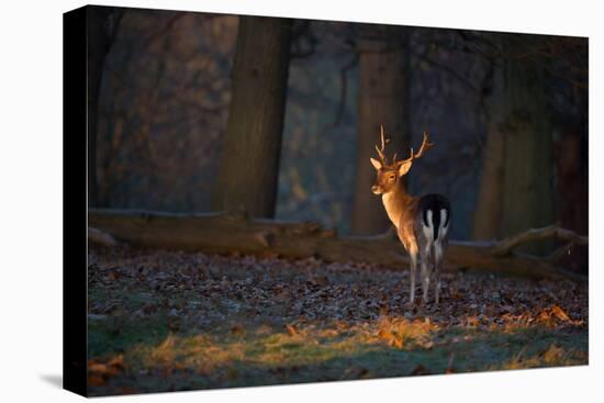 A Young Fallow Deer, Illuminated by the Early Morning Orange Sunrise, Looks Back-Alex Saberi-Premier Image Canvas