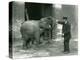 A Young Female Indian Elephant with Keeper H. Robertson, London Zoo, 22nd February 1922-Frederick William Bond-Premier Image Canvas