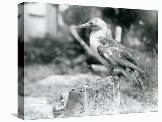 A Young Gannet Standing on a Tree Stump at London Zoo in 1929 (B/W Photo)-Frederick William Bond-Premier Image Canvas