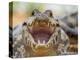 A young jacare caiman (Caiman yacare), on the river banks of the Rio Tres Irmao, Mato Grosso-Michael Nolan-Premier Image Canvas