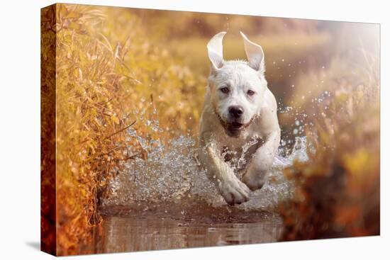 A Young Labrador Retriever Dog is Running through a River with a Pretty Face in Autumn-manushot-Premier Image Canvas