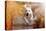 A Young Labrador Retriever Dog is Running through a River with a Pretty Face in Autumn-manushot-Premier Image Canvas