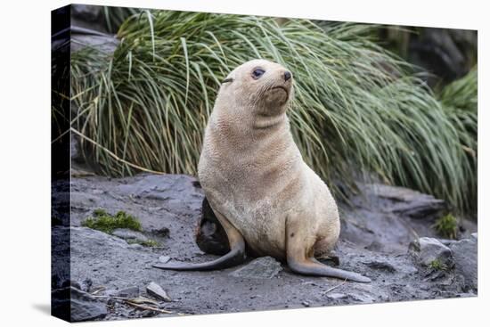 A Young Leucistic Antarctic Fur Seal (Arctocephalus Gazella), Polar Regions-Michael Nolan-Premier Image Canvas