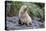 A Young Leucistic Antarctic Fur Seal (Arctocephalus Gazella), Polar Regions-Michael Nolan-Premier Image Canvas