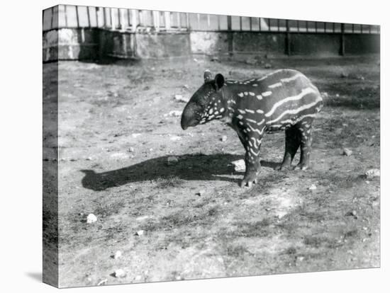 A Young Malayan Tapir at London Zoo, 5th October 1921-Frederick William Bond-Premier Image Canvas