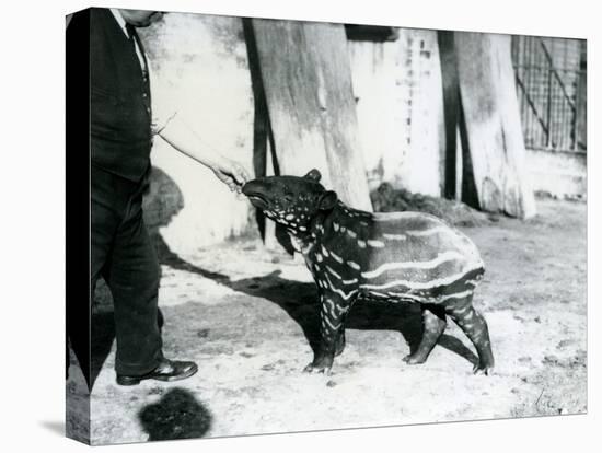 A Young Malayan Tapir with Keeper at London Zoo, 18th October 1921-Frederick William Bond-Premier Image Canvas