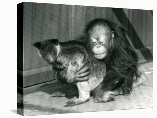 A Young Orangutan Hugs a Tree Kangaroo at London Zoo in 1927 (B/W Photo)-Frederick William Bond-Premier Image Canvas