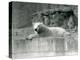 A Young Polar Bear Rests on a Rocky Ledge in its Enclosure at London Zoo in 1927 (B/W Photo)-Frederick William Bond-Premier Image Canvas