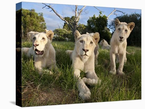 A Young Pride of Male and Female White Lions in the Grass.  South Africa.-Karine Aigner-Premier Image Canvas