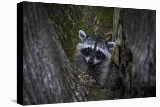 A young raccoon sits in a maple tree in suburban Seattle, Washington.-Art Wolfe-Premier Image Canvas