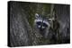 A young raccoon sits in a maple tree in suburban Seattle, Washington.-Art Wolfe-Premier Image Canvas