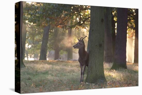 A Young Red Deer Stag, Cervus Elaphus, Stands by a Tree in Morning Mist in Richmond Park-Alex Saberi-Premier Image Canvas