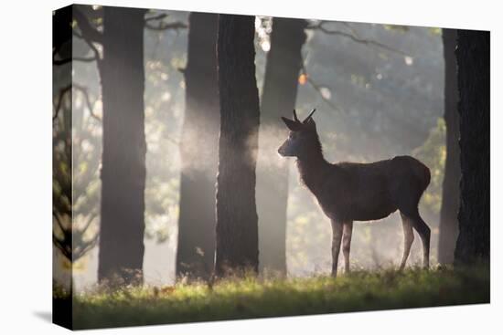 A Young Red Deer Stag Stands in a Forest in Morning Mist in Richmond Park-Alex Saberi-Premier Image Canvas