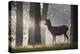 A Young Red Deer Stag Stands in a Forest in Morning Mist in Richmond Park-Alex Saberi-Premier Image Canvas