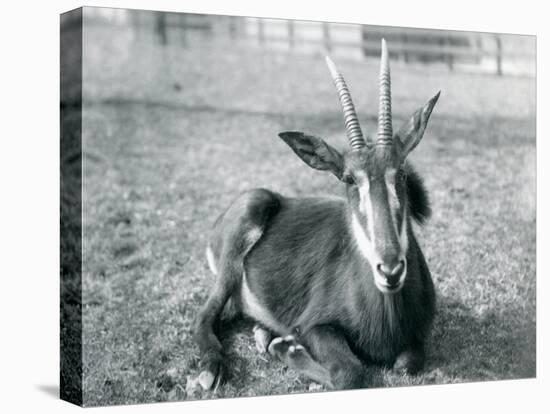 A Young Sable Antelope Sitting at London Zoo, C.1912-Frederick William Bond-Premier Image Canvas