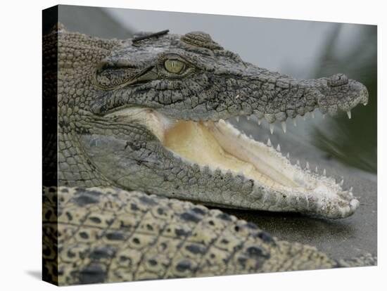 A Young Saltwater Crocodile-null-Premier Image Canvas