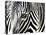 A Zebra at the Frankfurt Zoo-null-Premier Image Canvas