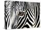 A Zebra at the Frankfurt Zoo-null-Premier Image Canvas