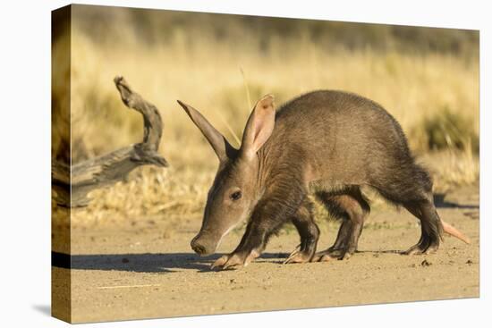 Aardvark (Orycteropus afer), young individual walking, Nambia. Captive, rescued individual-Emanuele Biggi-Premier Image Canvas