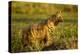 Aardwolf, Ngorongoro Conservation Area, Tanzania-Paul Souders-Premier Image Canvas