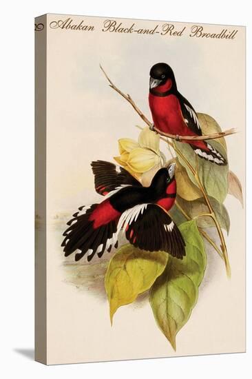 Abakan Black-And-Red Broadbill-John Gould-Stretched Canvas