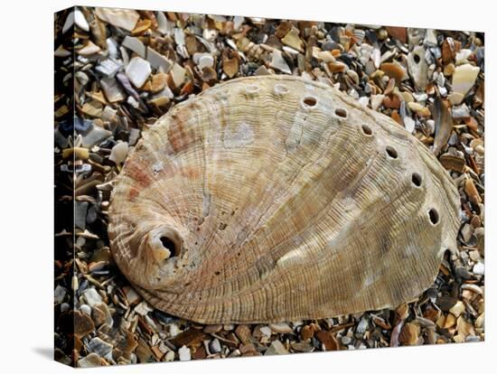 Abalone Common Ormer Lamellose Ormer Shell on Beach, Mediterranean, France-Philippe Clement-Premier Image Canvas