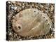 Abalone Common Ormer Lamellose Ormer Shell on Beach, Mediterranean, France-Philippe Clement-Premier Image Canvas