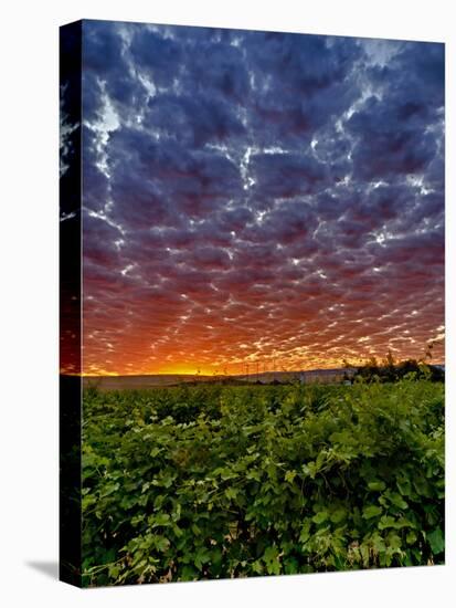 Abeja Winery at Dawn, Walla Walla, Washington, USA-Richard Duval-Premier Image Canvas